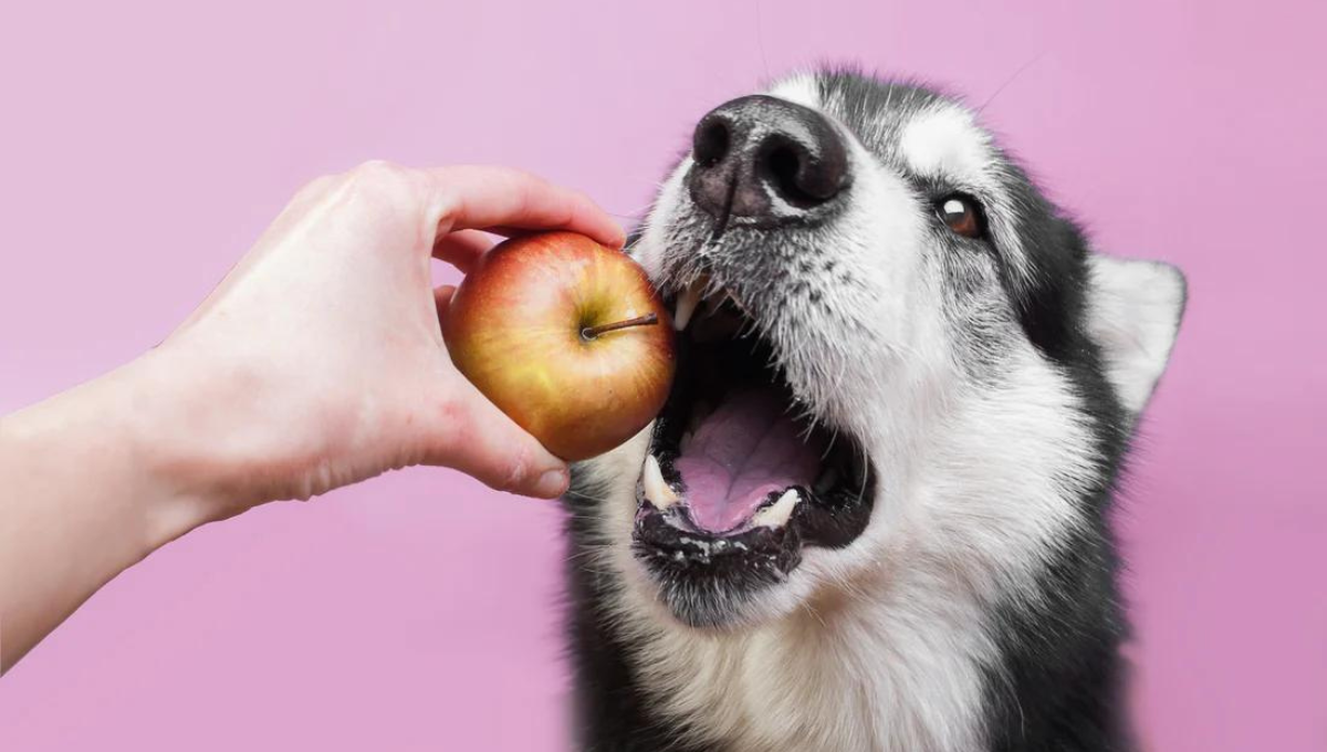 Qué ocurre si mi perro come manzana: esto dice la ciencia veterinaria