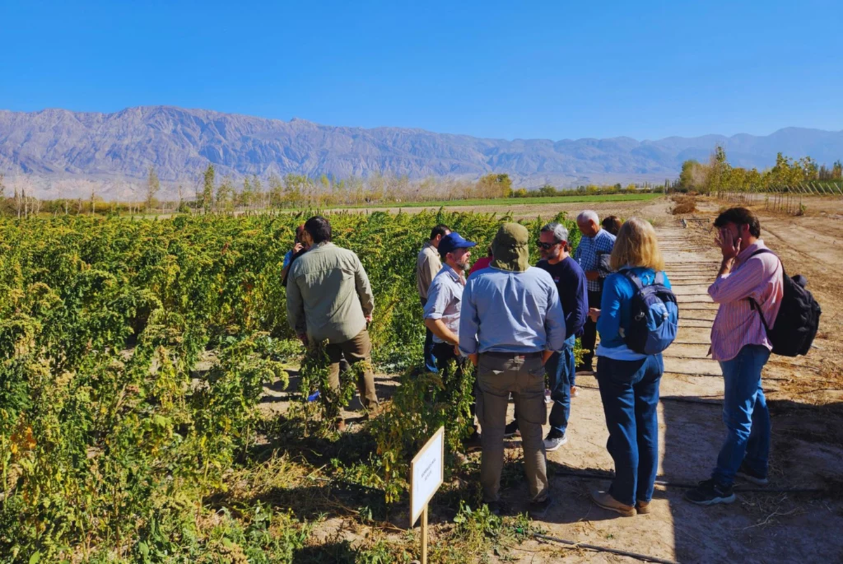 Para los investigadores del INTA, la semilla de quinoa es Para los investigadores del INTA, la semilla de quinoa es