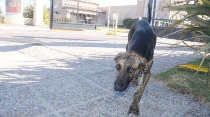 Buscan al amo de un perro que lleva casi una semana esperándolo