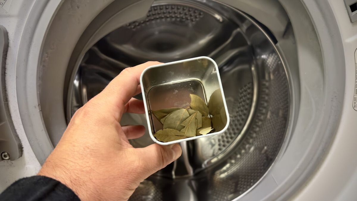 Lavar la ropa con laurel: por qué recomiendan hacerlo y para qué sirve Lavar la ropa con laurel: por qué recomiendan hacerlo y para qué sirve