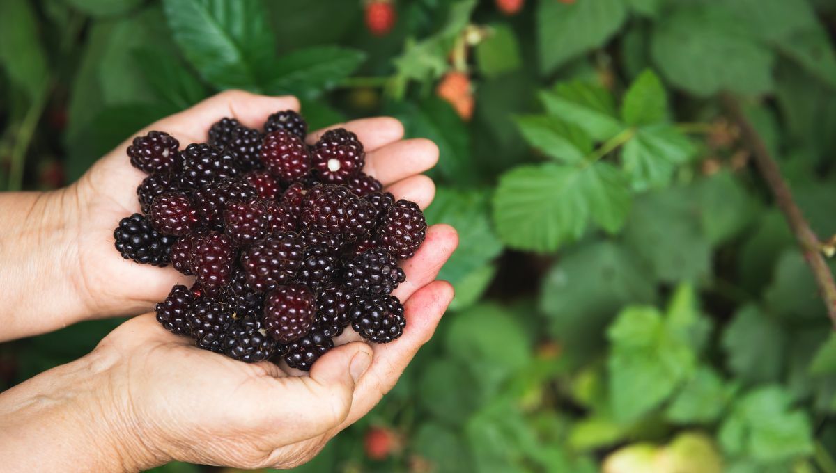 Los frutos rojos son excelentes matizadores para el cabello. Los frutos rojos son excelentes matizadores para el cabello. 