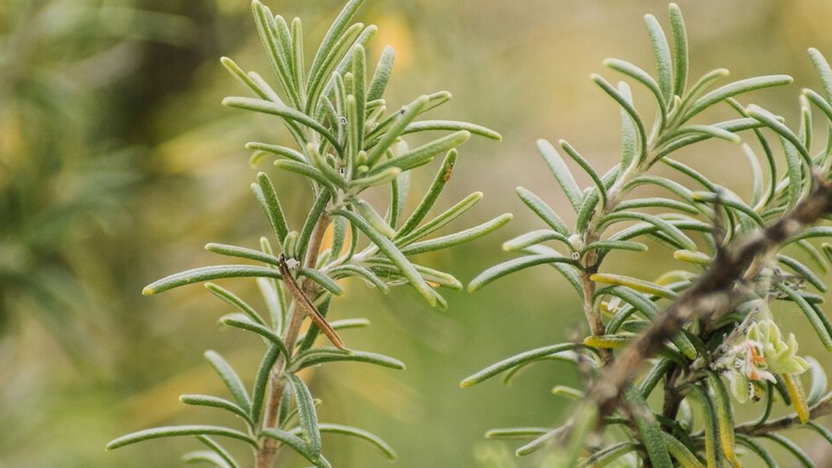 Qué significa tener un ROMERO en el jardín de casa