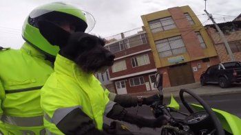 Furor en las redes por Ñero, el perro policía