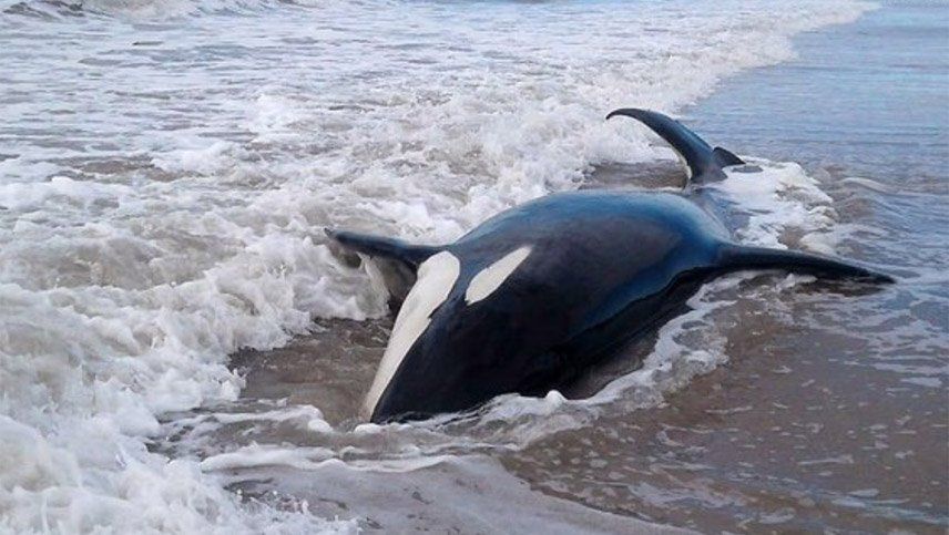 Siete orcas quedaron varadas en la costa: emotivo operativo para devolverlas al mar