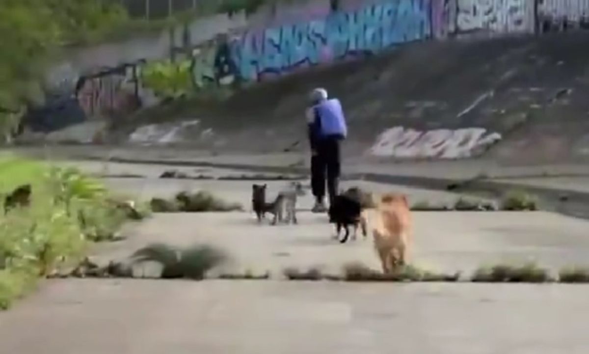 Los perros evitaron un ataque en Australia. Imagen: captura de pantalla