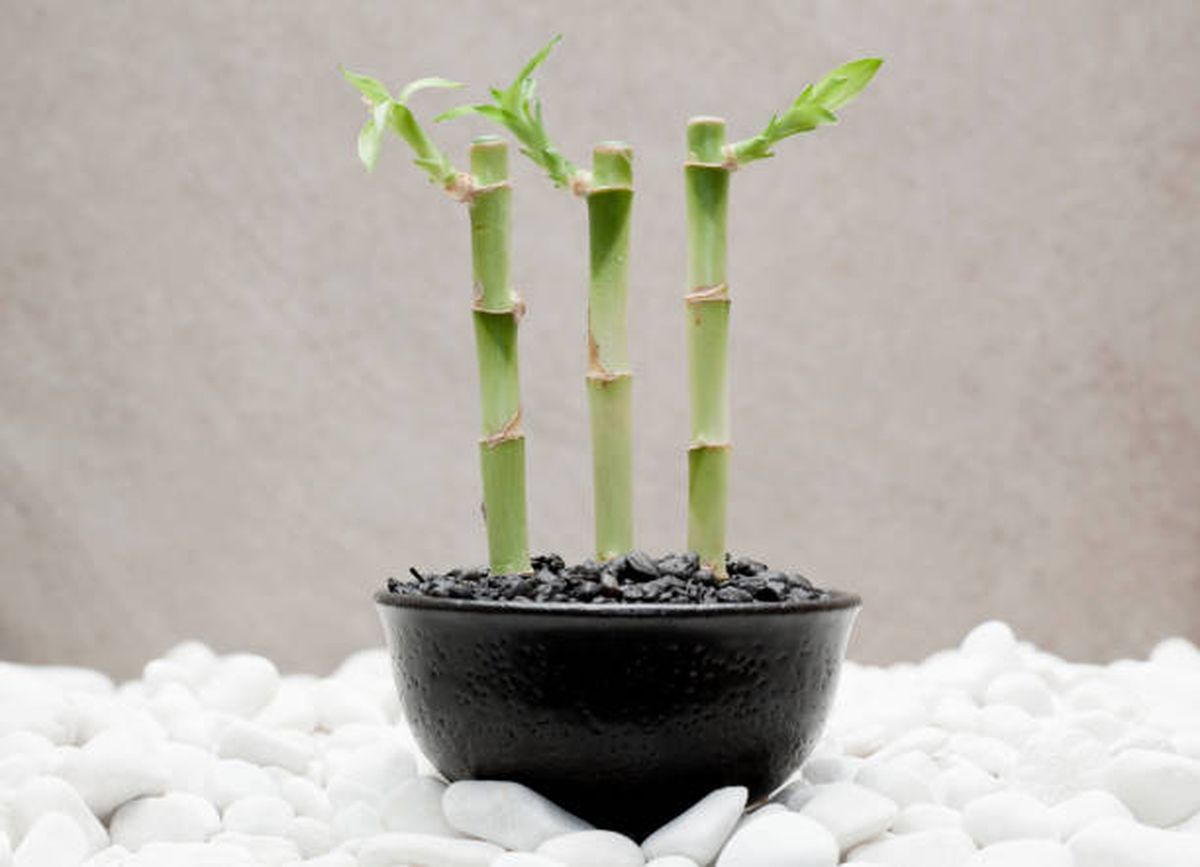 Bambú de la suerte, una planta mítica para el Feng Shui. Bambú de la suerte, una planta mítica para el Feng Shui.