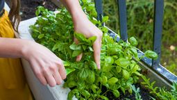 Prueba este truco casero para que las plantas de tu jardín crecan sanas y saludables.&nbsp;
