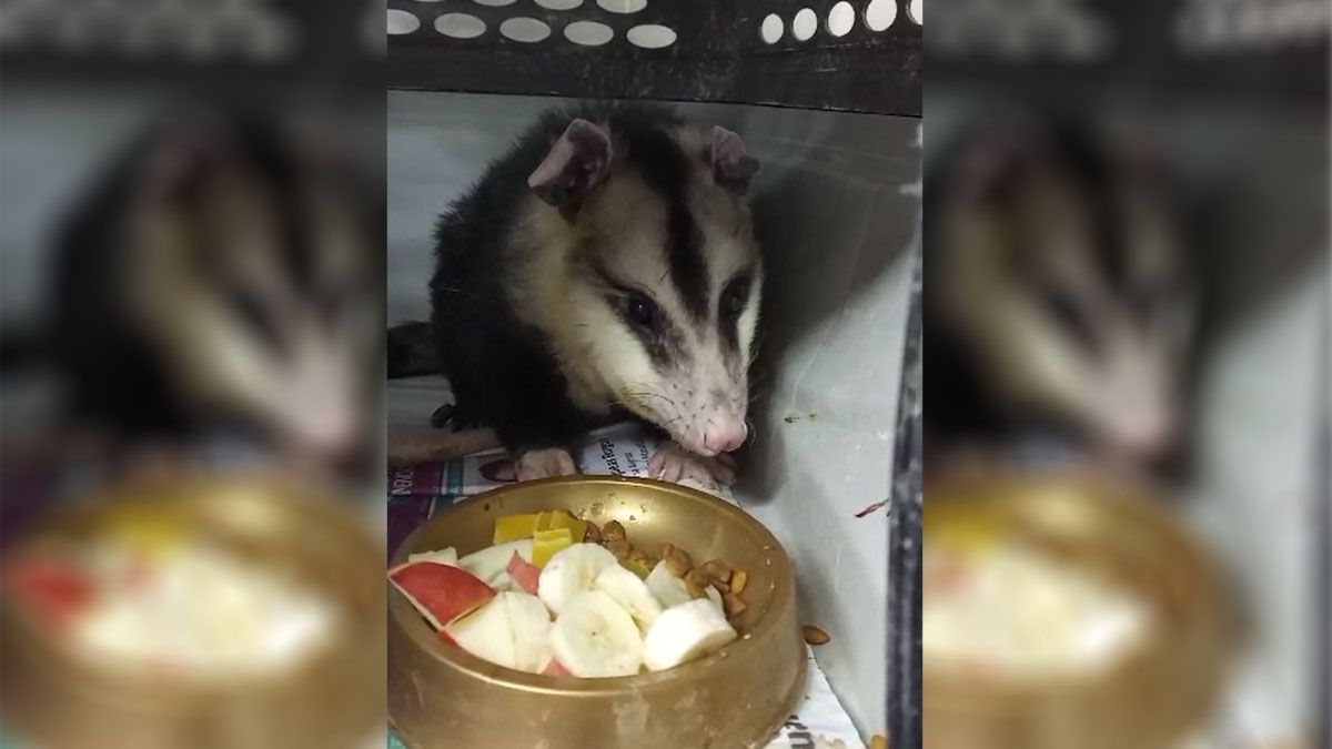 Aseguraron que el zarigüeyo rescatado del Campo Pappa, en Godoy Cruz, está de buen ánimo y come con ganas.