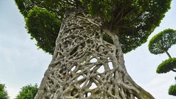 El árbol que nace en las alturas y no necesita tierra para crecer El árbol que nace en las alturas y no necesita tierra para crecer