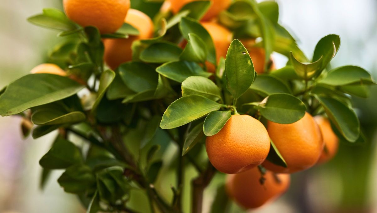 El mandarino pertenece al género Cytrus de la familia de las Rutáceas y es un árbol que se adapta con facilidad a condiciones climáticas desérticas, subtropicales y tropicales. El mandarino pertenece al género Cytrus de la familia de las Rutáceas y es un árbol que se adapta con facilidad a condiciones climáticas desérticas, subtropicales y tropicales.