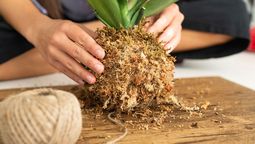 Una forma innovadora de reemplazar las macetas de tus plantas