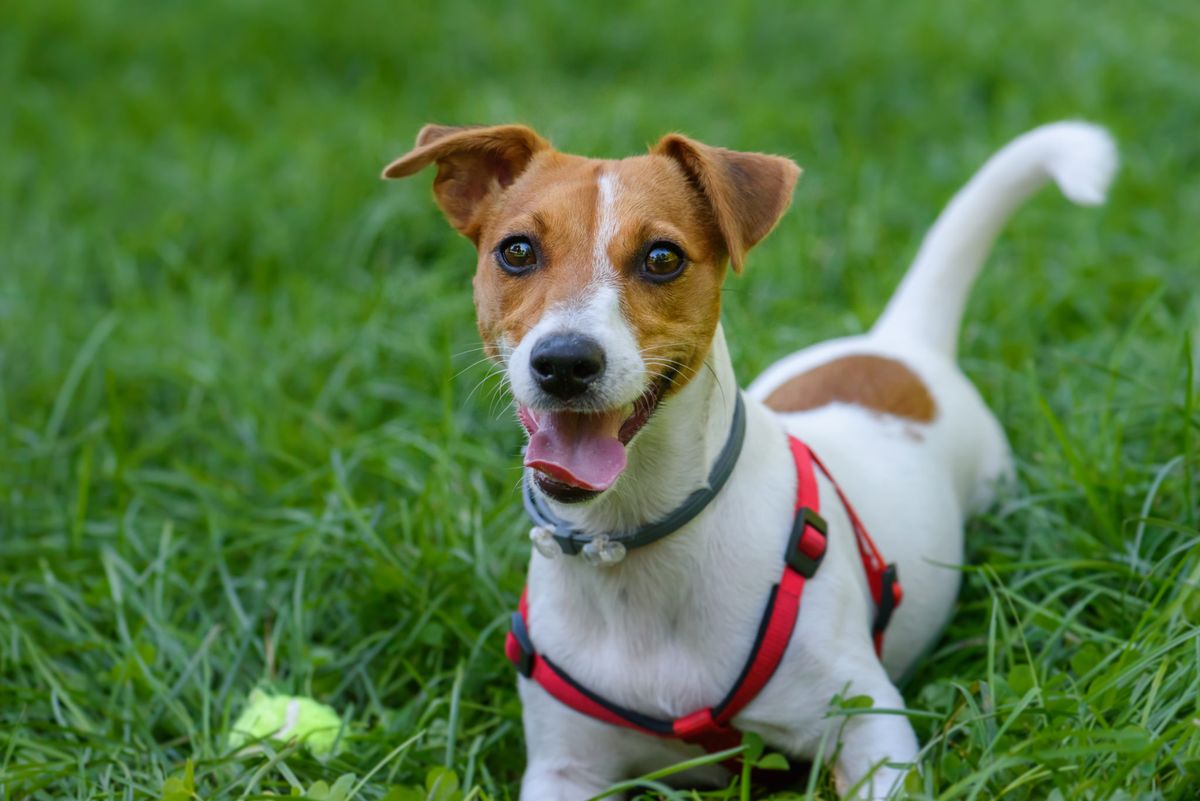 Revoltoso, pero leal: la raza de perro pequeño que es ideal para sumar a tu familia Revoltoso, pero leal: la raza de perro pequeño que es ideal para sumar a tu familia