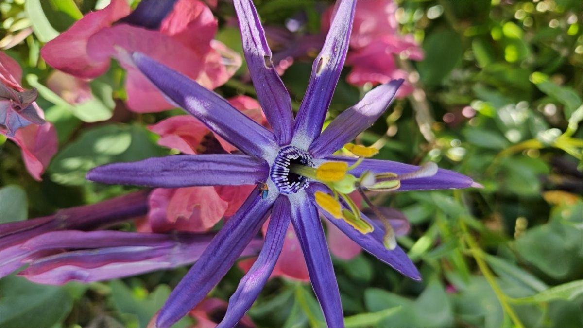 (Foto: Natalia Mazzei) (Foto: Natalia Mazzei)