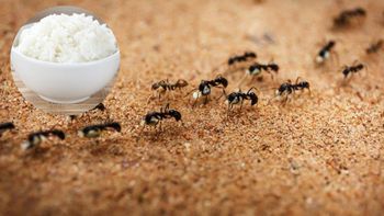 Cómo eliminar a las hormigas del jardín usando un poco de arroz: trampa casera efectiva Cómo eliminar a las hormigas del jardín usando un poco de arroz: trampa casera efectiva