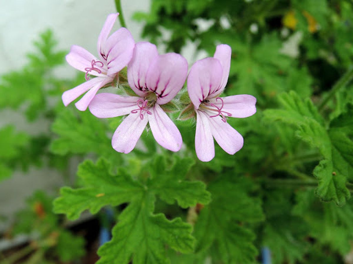 Con esta planta se hace el aceite de geranio. Con esta planta se hace el aceite de geranio.