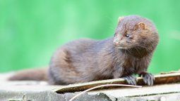 Coronavirus: decidieron exterminar 92.700 visones en una granja infectada