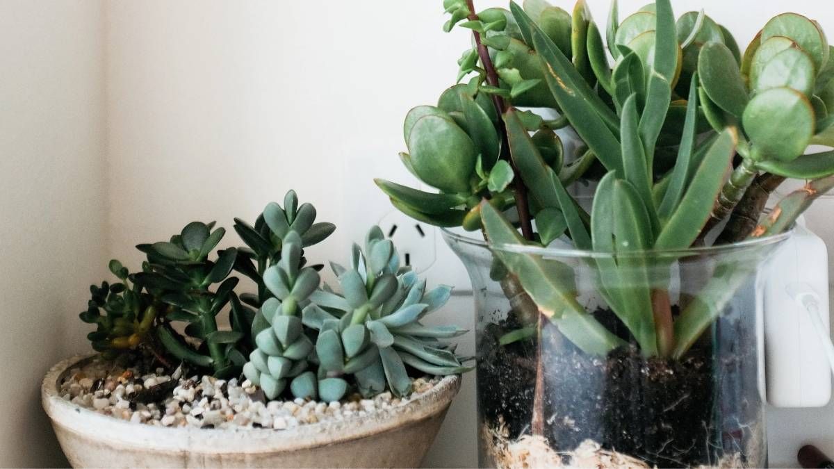 Plantas: cómo evitar que tus suculentas se quemen y cómo recuperarlas Plantas: cómo evitar que tus suculentas se quemen y cómo recuperarlas