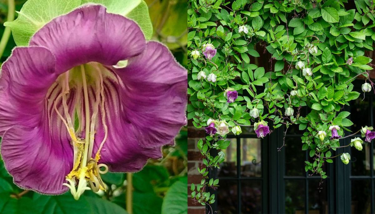 La planta trepadora que se puede cultivar en maceta y todos los jardineros quieren tener