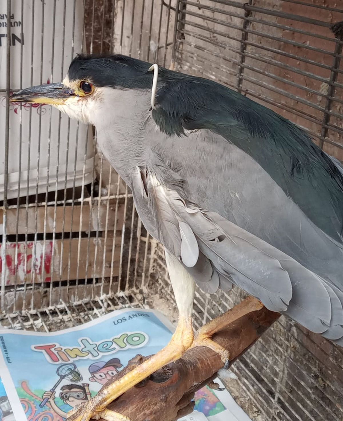 Aceptó comer cornalitos y es un gran alivio para los veterinarios que esperan liberarla cuanto antes. Aceptó comer cornalitos y es un gran alivio para los veterinarios que esperan liberarla cuanto antes.
