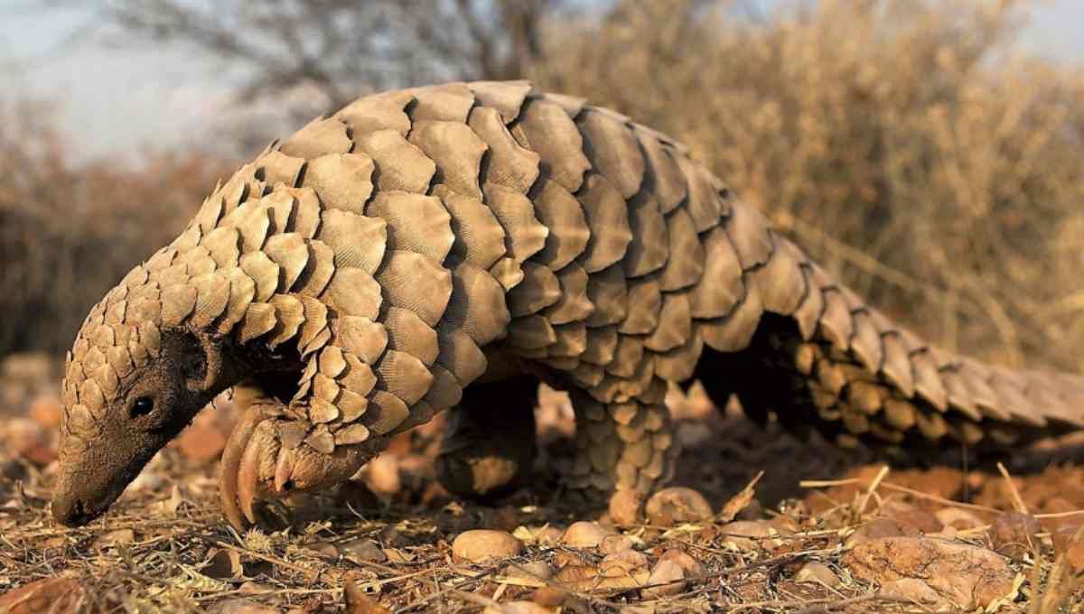 El curioso animal que se creía extinto y ha sido visto por primera vez en 24 años
