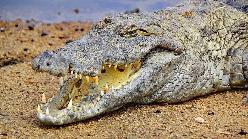 Un cocodrilo enojado apareció en un hospital y generó pánico