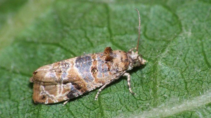 La polilla de la vid o lobesia botrana afecta a los cultivos de vides de Mendoza La polilla de la vid o lobesia botrana afecta a los cultivos de vides de Mendoza