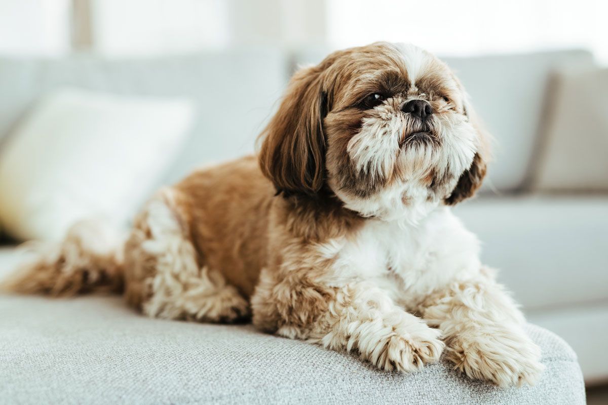 El Shih Tzu, está dentro de la raza de perros con riesgo moderado a sufrir este trastorno respiratorio. Crédito: Freepik. El Shih Tzu, está dentro de la raza de perros con riesgo moderado a sufrir este trastorno respiratorio. Crédito: Freepik.