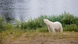 Un ejemplar de oso polar permanece de pie sobre el pasto en un entorno costero sin presencia de hielo, lo cual ilustra la alarmante transformación de su hábitat debido al cambio climático. Este tipo de escenas son cada vez más frecuentes a medida que los animales se ven obligados a desplazarse hacia tierra firme para buscar fuentes alternativas de alimento, enfrentando un proceso de evolución forzada para evitar la extinción.