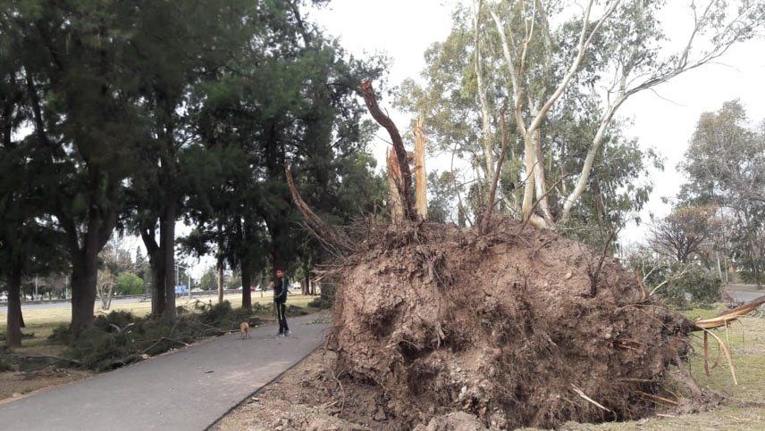 Persiste en Guaymallén el riesgo de caída de árboles