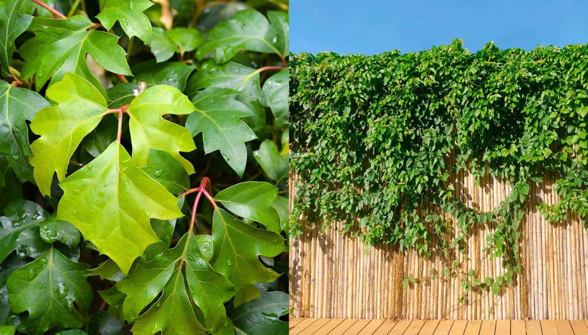 La planta trepadora casi indestructible que se puede cultivar en maceta