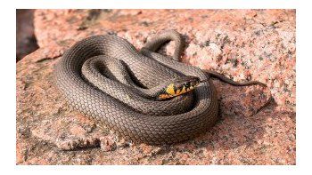 Grabó el momento aterrador en que una serpiente mortal entró en su pantalón