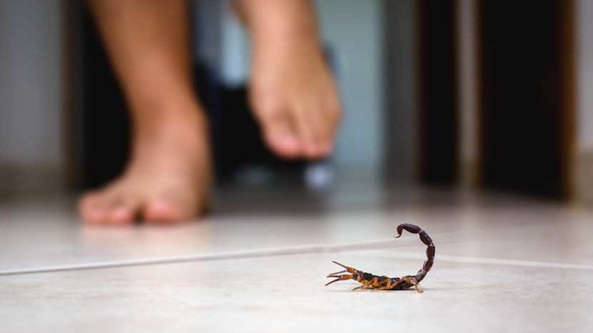 La peligrosidad de la picadura de un escorpión varía según la especie del ejemplar La peligrosidad de la picadura de un escorpión varía según la especie del ejemplar 