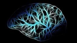 Explicaron cómo envejece nuestro cerebro