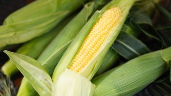 No tires las chalas o cáscaras de choclo porque son un tesoro: para qué sirven y cómo reutilizarlas No tires las chalas o cáscaras de choclo porque son un tesoro: para qué sirven y cómo reutilizarlas