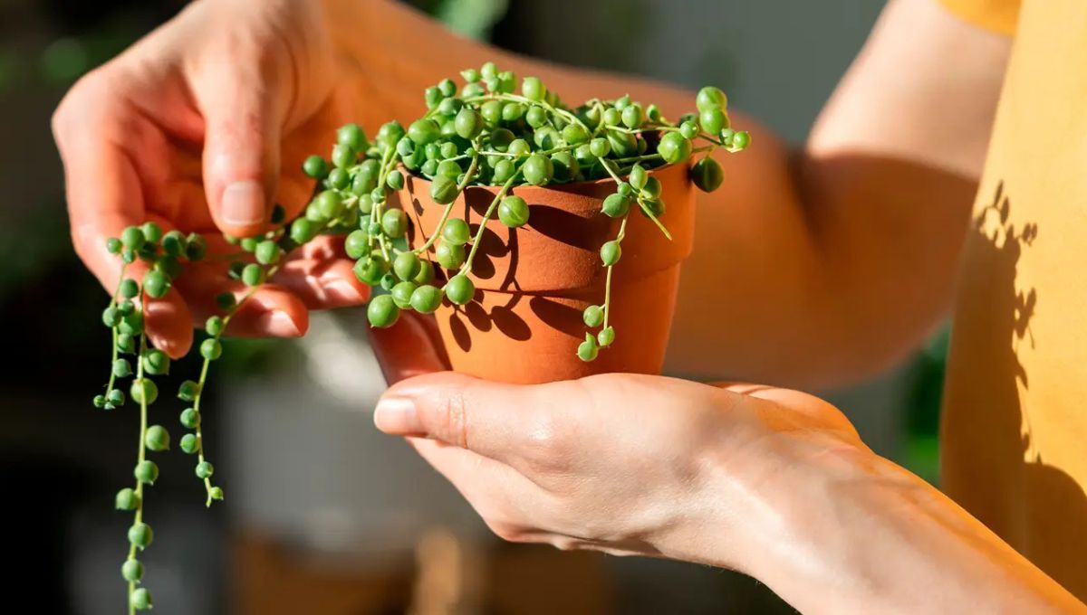 Suculenta rosario, la planta que atrae dinero y reemplaza al árbol de Jade