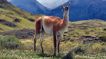 La Policía aprehendió a un hombre que llevaba un guanaco faenado