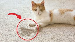 Chau olor a pis de gato: en pocos minutos.&nbsp;