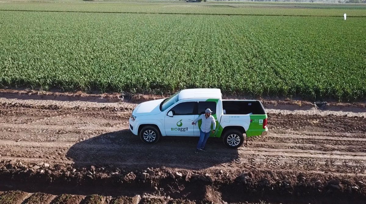 Campaña de ajo 2026: la eficiencia empieza desde la siembra