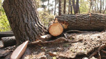 Entre 2016 y 2050 se talarán bosques del tamaño de India