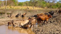 pusieron vacas a pastar para recuperar un rio que se estaba degradando: 10 anos despues los resultados fueron positivos