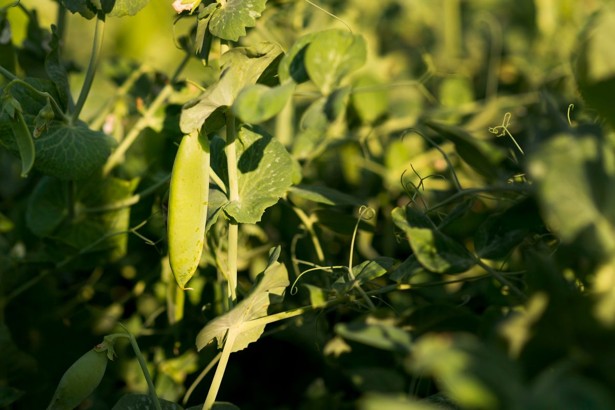 Las lentejas crecen dentro de pequeñas vainas en la planta. Imagen: Magnific. Las lentejas crecen dentro de pequeñas vainas en la planta. Imagen: Magnific.
