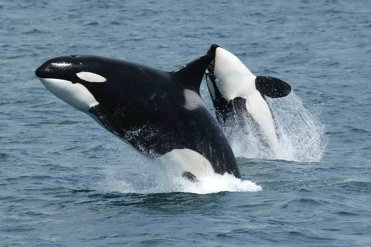 Las orcas tenían un comportamiento misterioso que confundía a los científicos.
