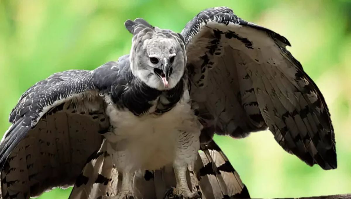 Señal de conservación: un avistamiento que destaca la importancia de proteger la fauna sudamericana.   Señal de conservación: un avistamiento que destaca la importancia de proteger la fauna sudamericana.  