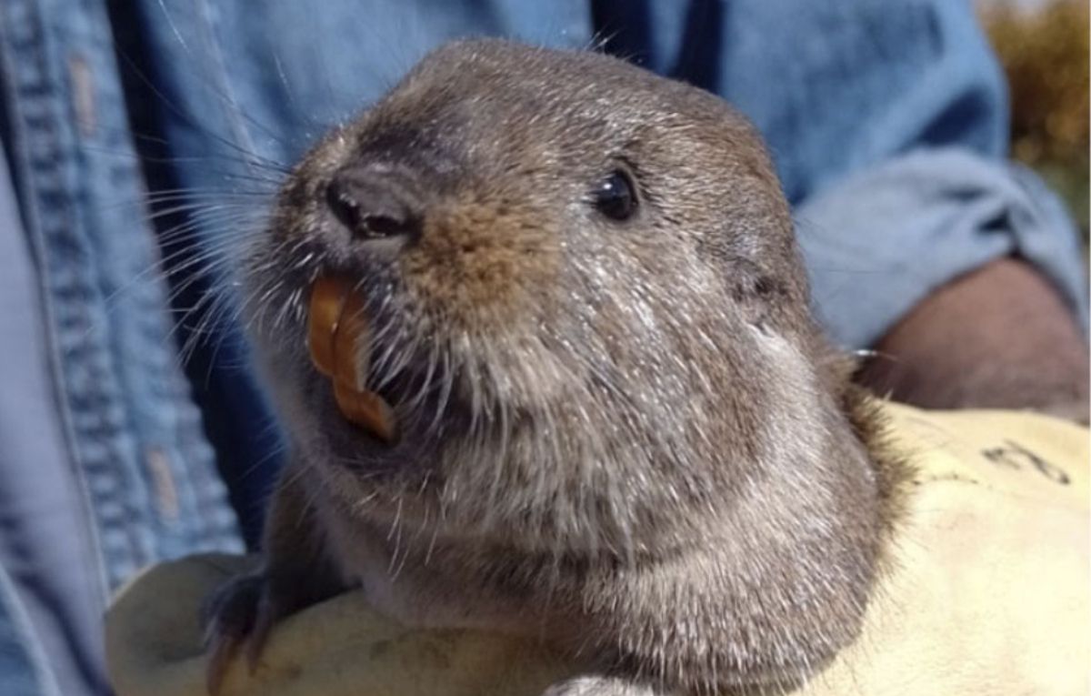 El adorable tuco-tuco Ctenomys Uco