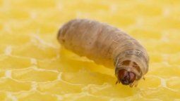 Dicen que una súper oruga tucumana podría ayudar a reducir la contaminación
