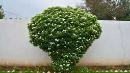 Árbol de jazmín Árbol de jazmín