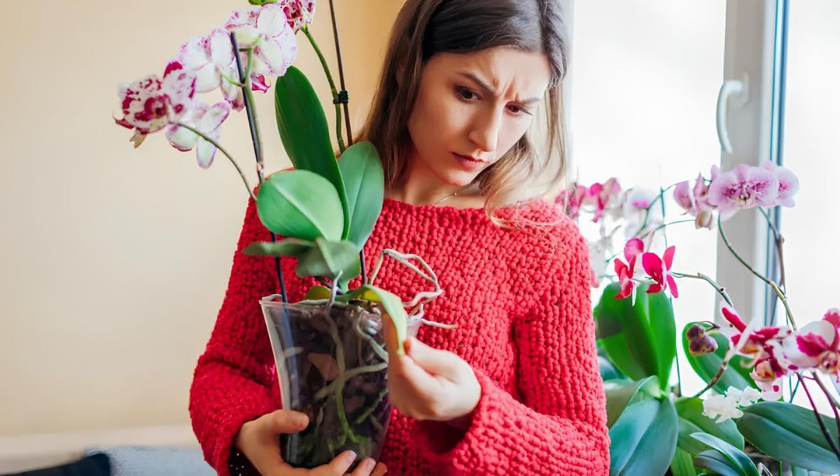 Cómo revivir las orquídeas según los viveristas