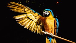 Dentro del mundo, los animales son una de las especies que esconden muchas incógnitas y secretos