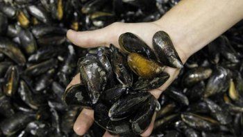 Miles de mejillones se cocinan solos en una playa de Nueva Zelanda
