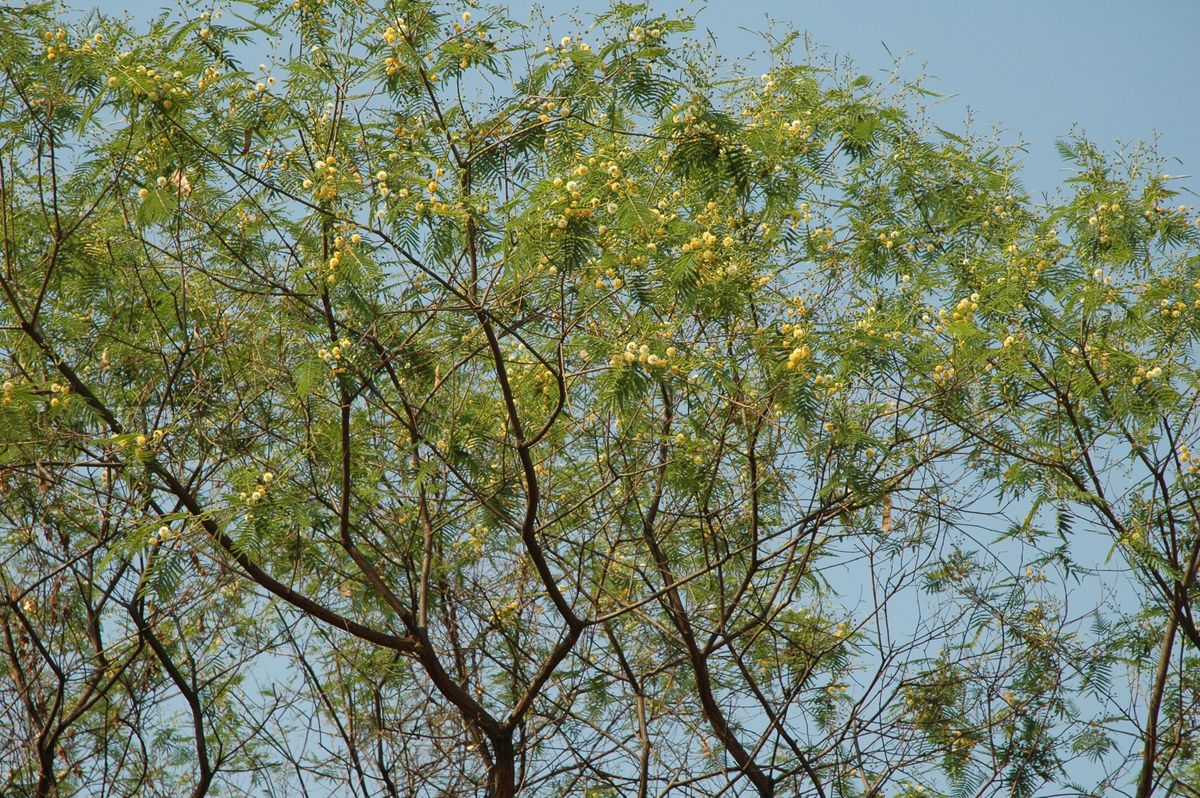 Árboles ideales para veredas y jardines en Mendoza: adaptados a la sequía